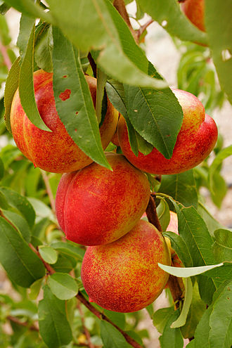 Nectarine Blanche Cal B HVE3 - 4kg